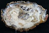 Spectacular Hubbard Basin Petrified Wood Slab - x #9509-2